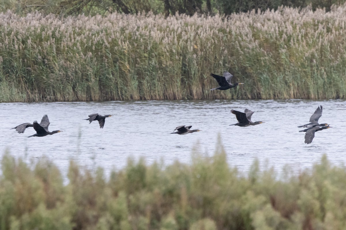 kormorán velký - ML645448068