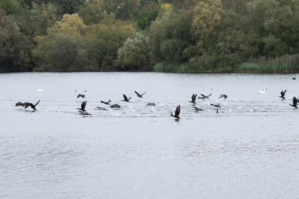 kormorán velký - ML645448069