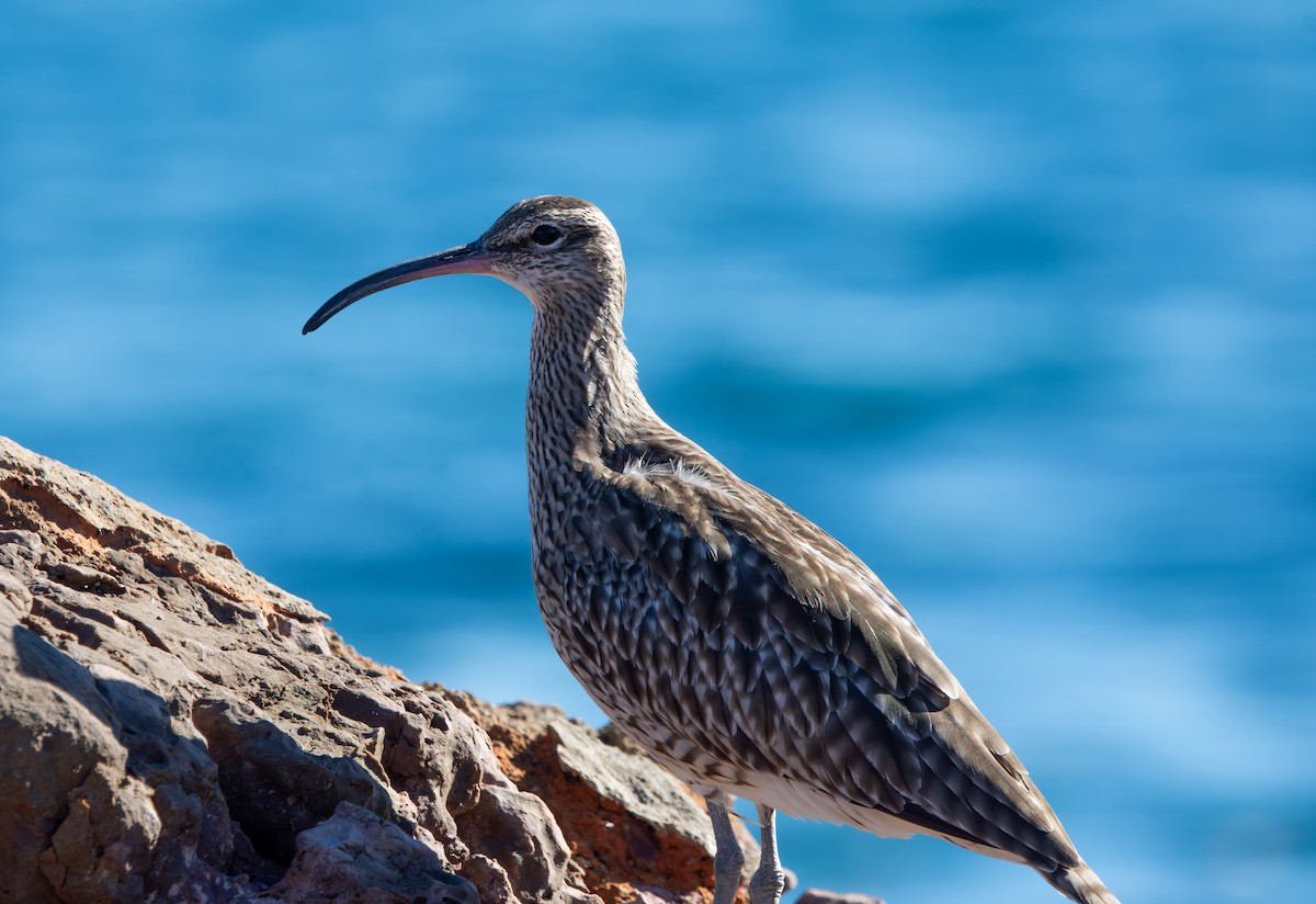 Eurasian Whimbrel - ML645448070