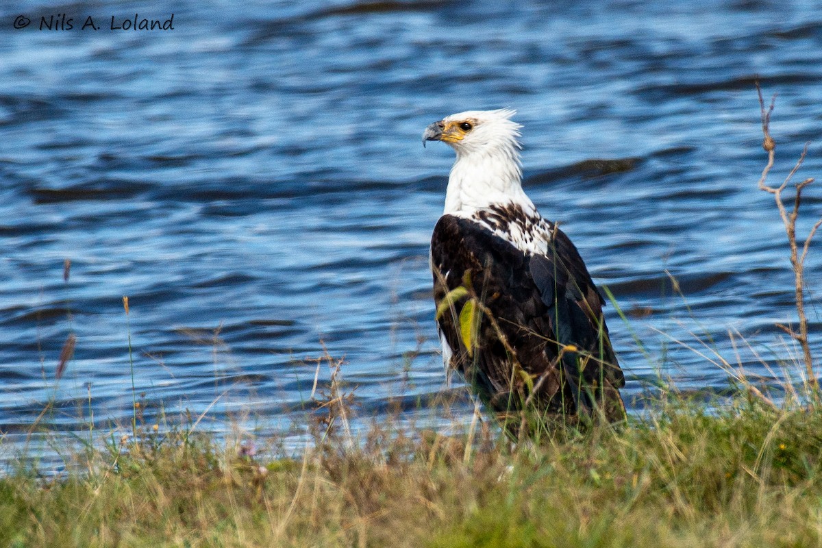flodørn - ML645448071