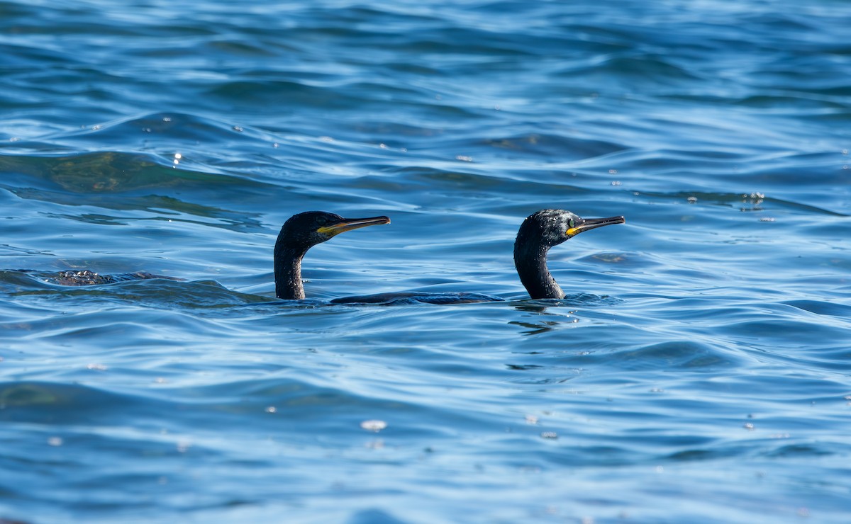 European Shag - ML645448072