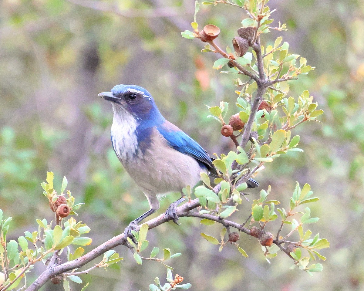 California Scrub-Jay - ML645448075
