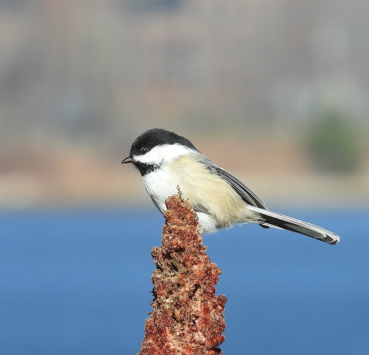 Black-capped Chickadee - ML645448077