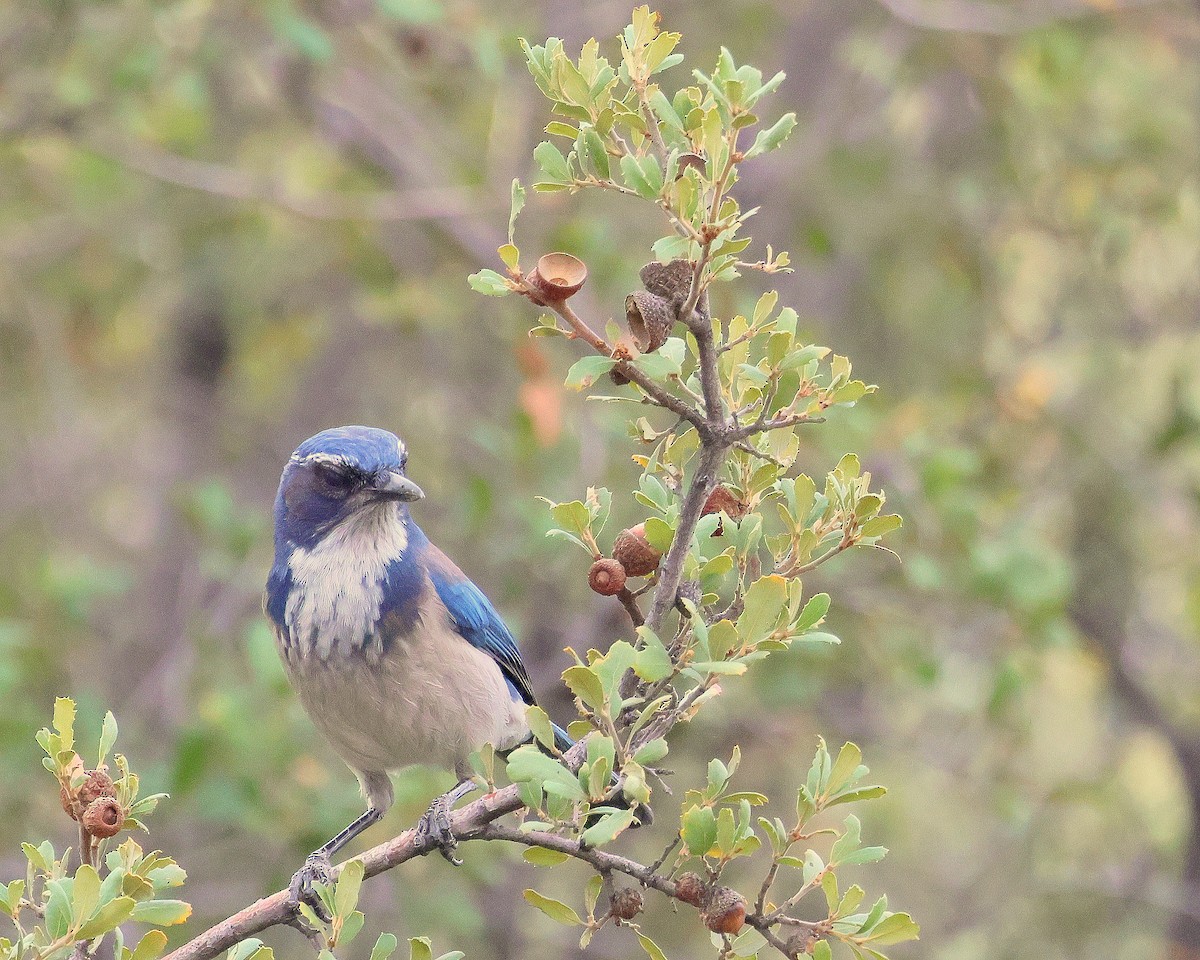 California Scrub-Jay - ML645448079