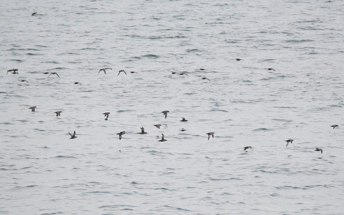 ハイイロミズナギドリ - ML645448081