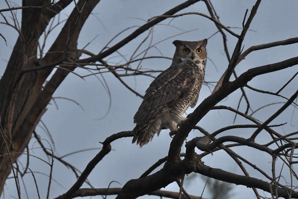 Great Horned Owl - ML645448083