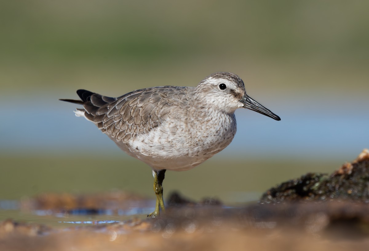 Red Knot - ML645448084