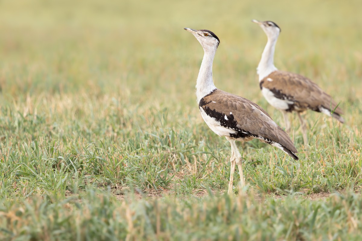 Australian Bustard - ML645448096