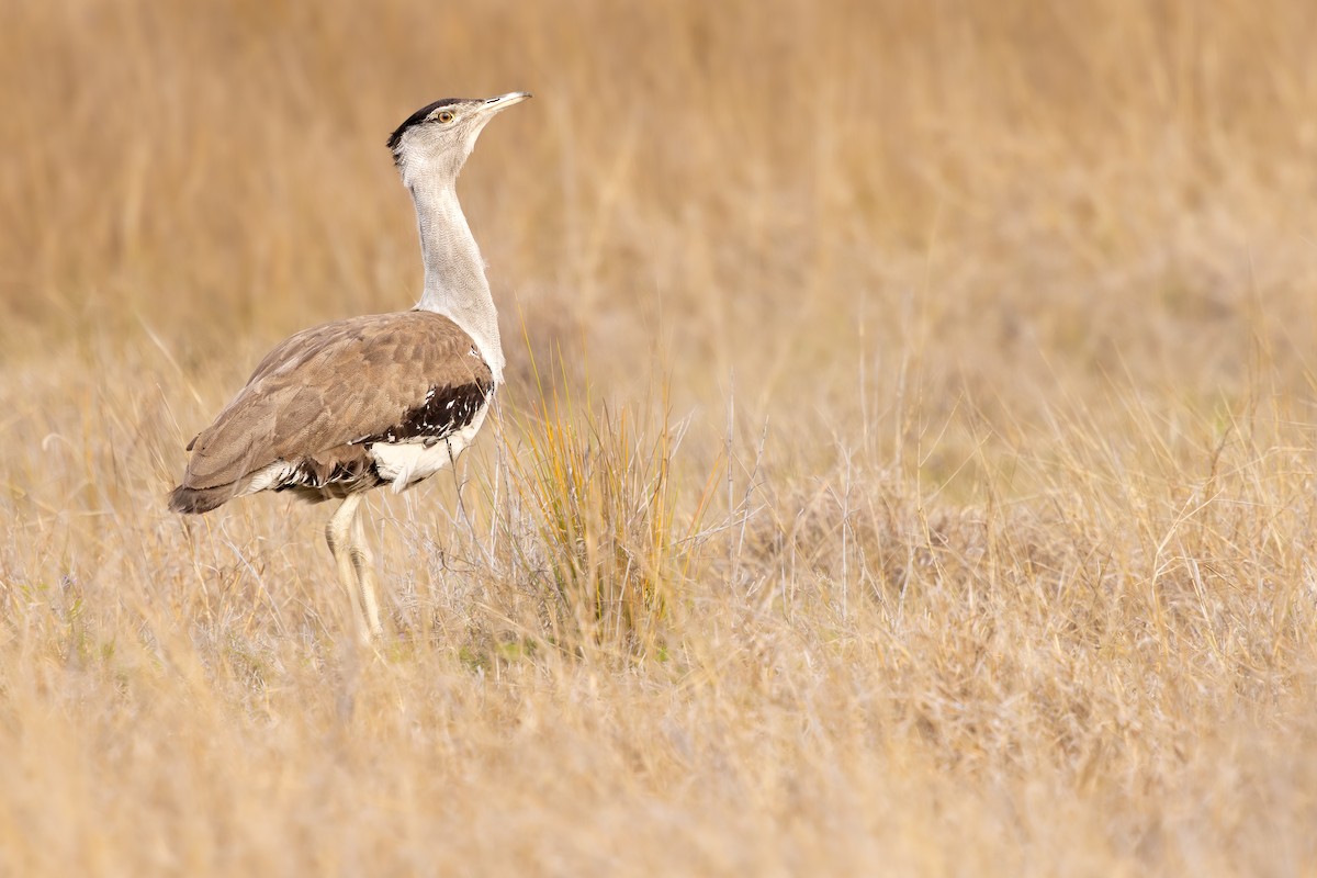 Australian Bustard - ML645448099