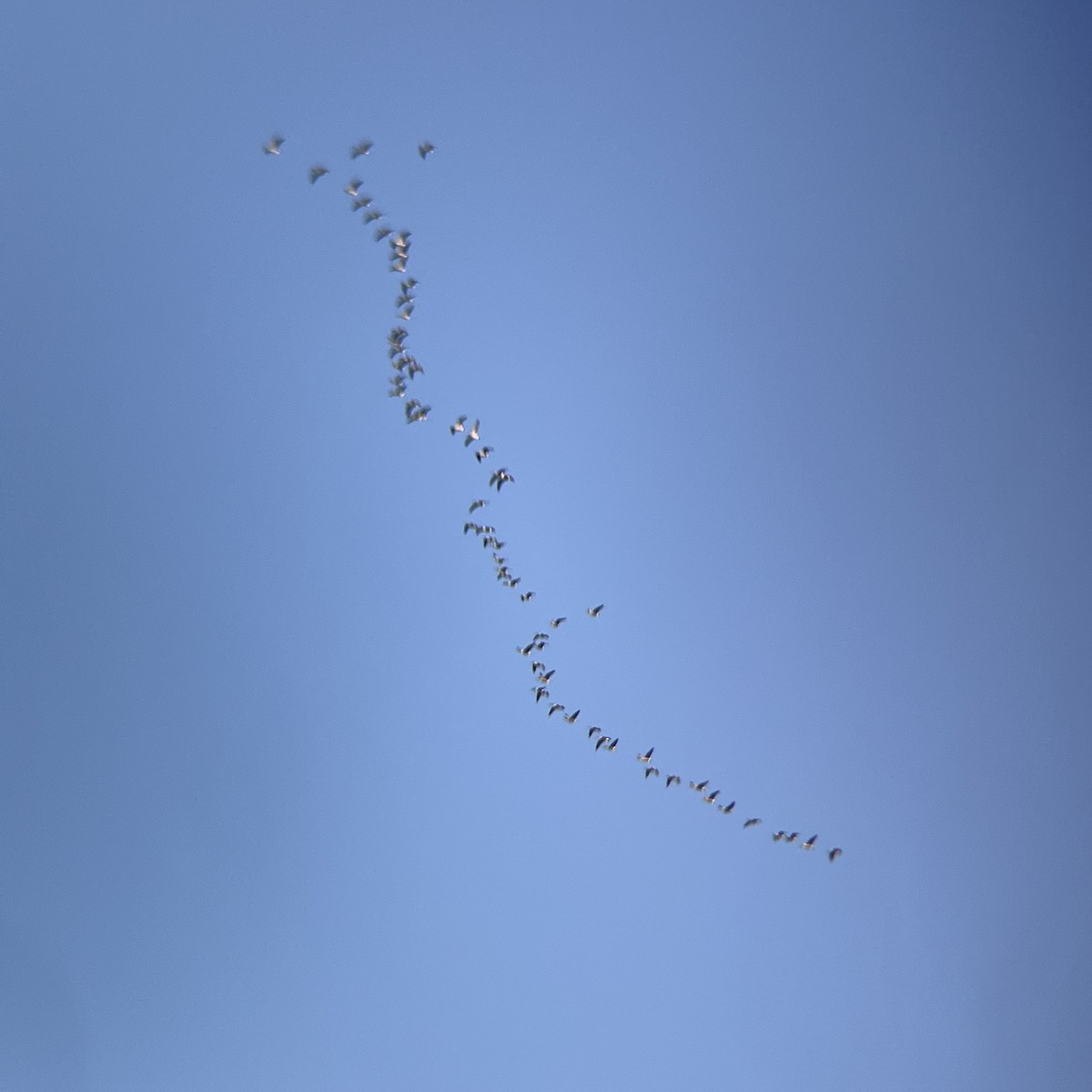 Canada Goose - ML645448116