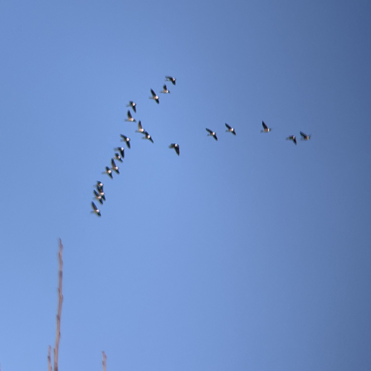 Canada Goose - ML645448117