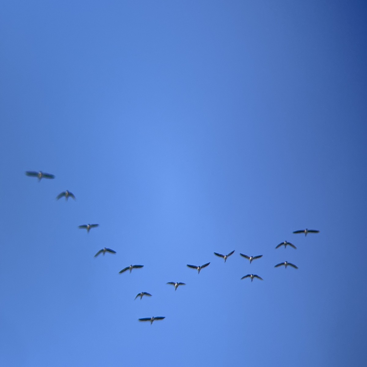 Canada Goose - ML645448118