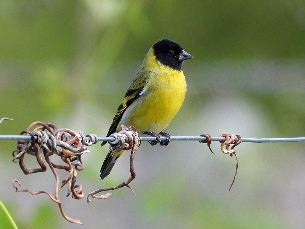 Hooded Siskin - ML645448125