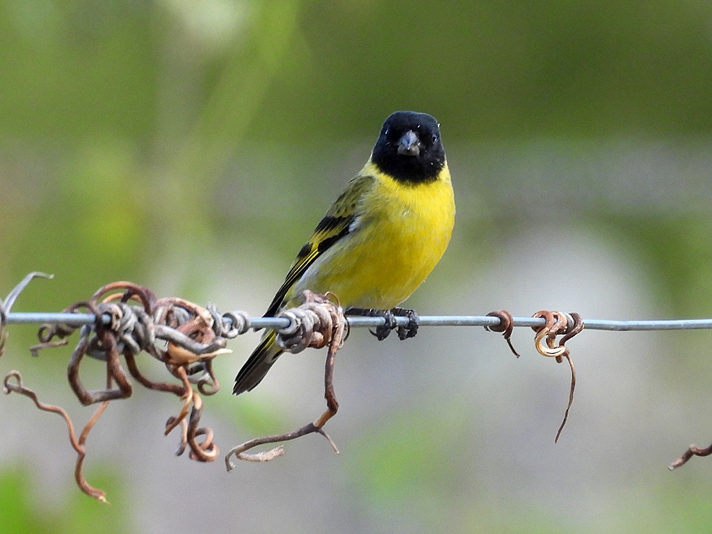 Hooded Siskin - ML645448126