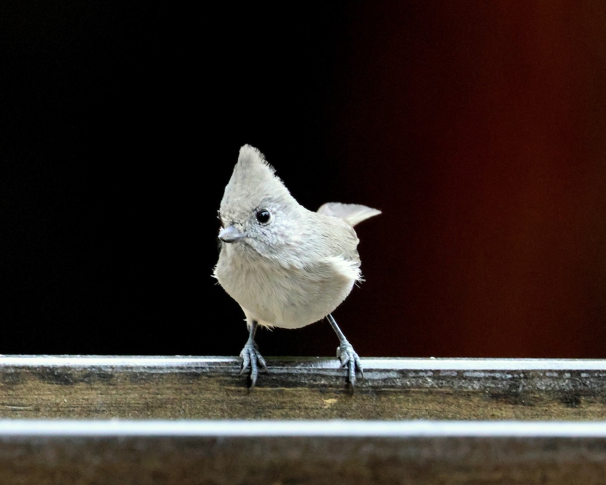 Oak Titmouse - ML645448144