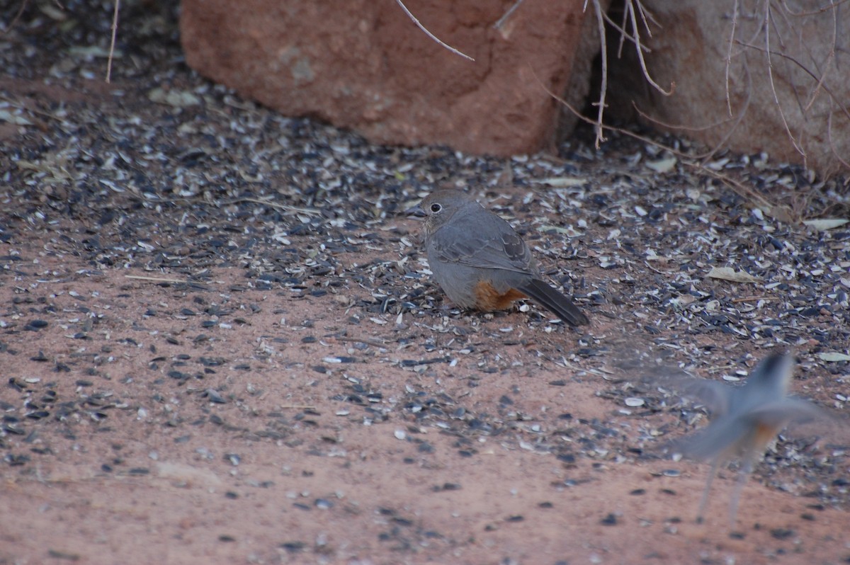 Canyon Towhee - ML645448146