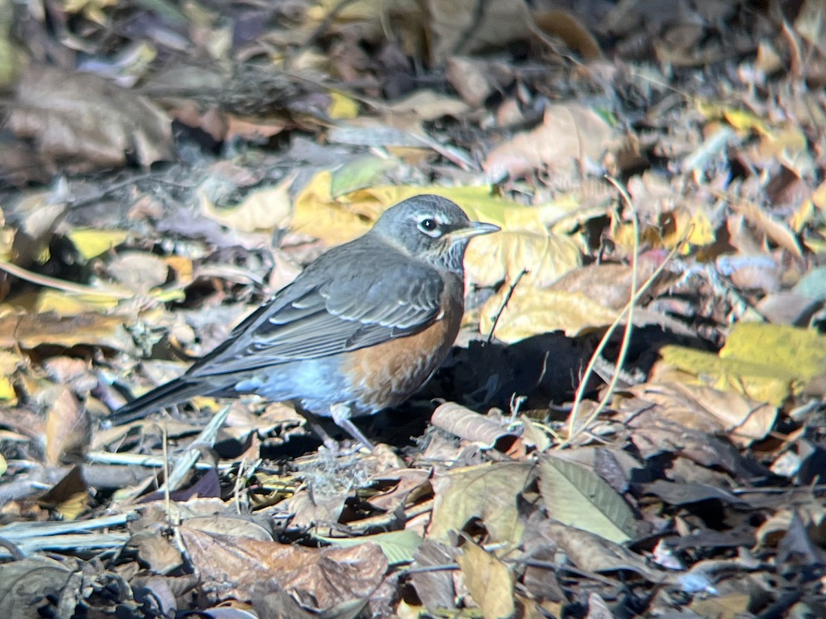 American Robin - ML645448149