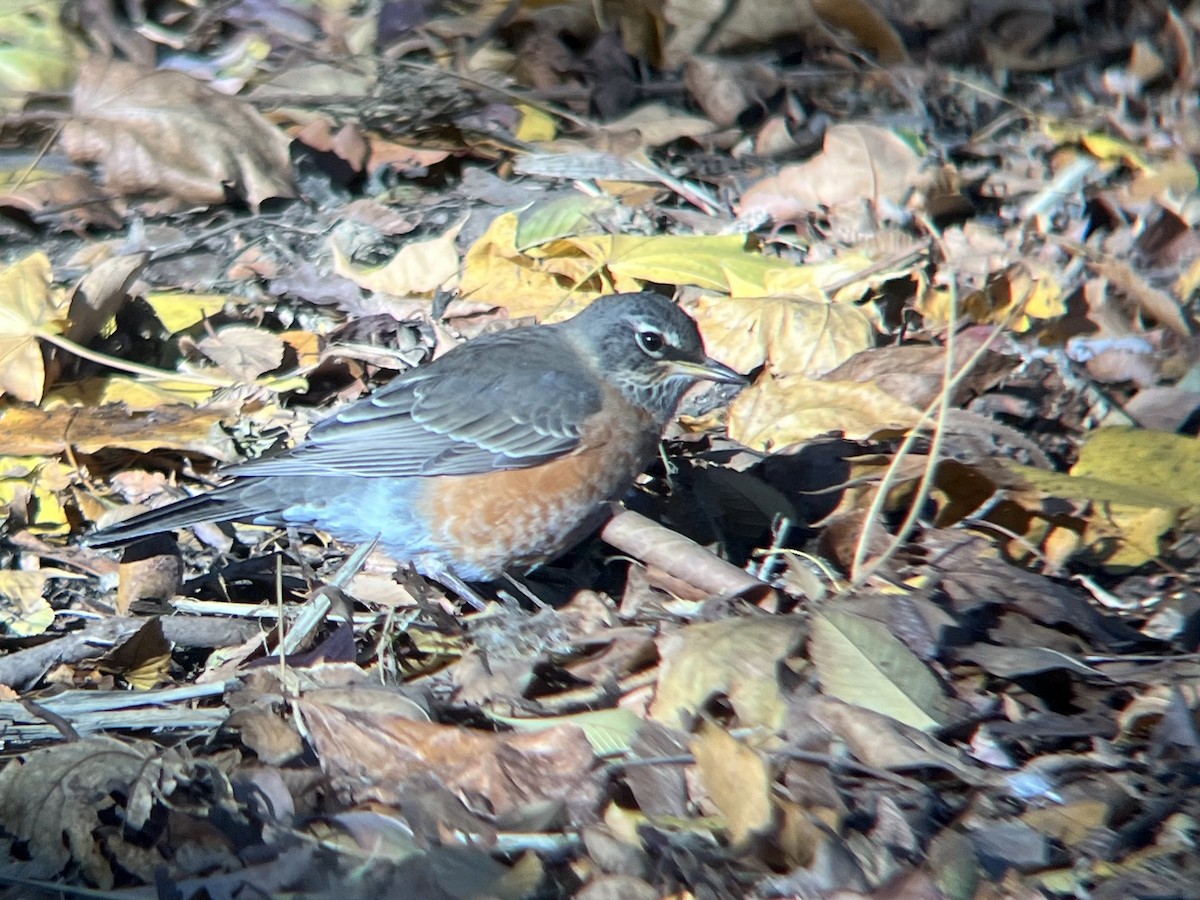 American Robin - ML645448150