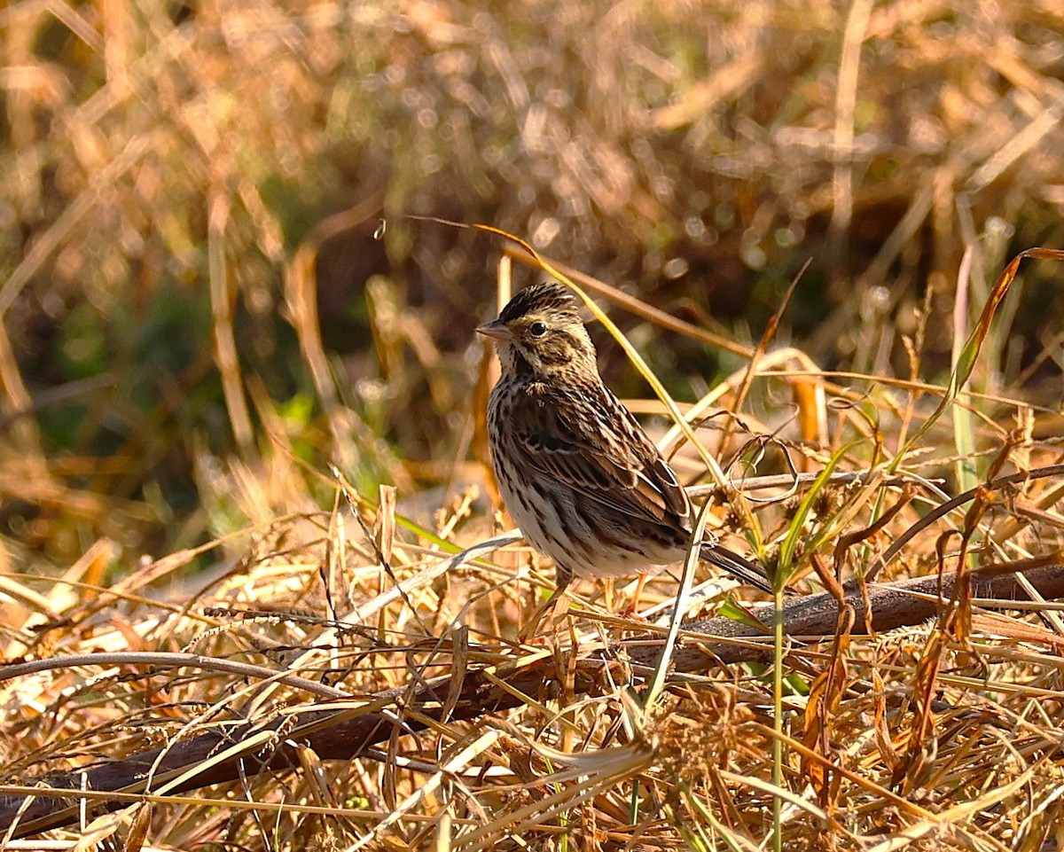 Пасовник савановий - ML645448151