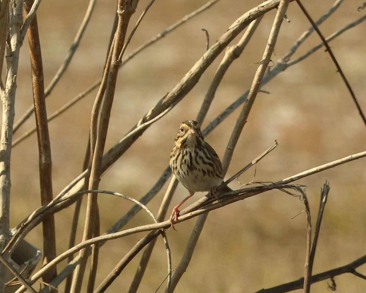 Пасовник савановий - ML645448152