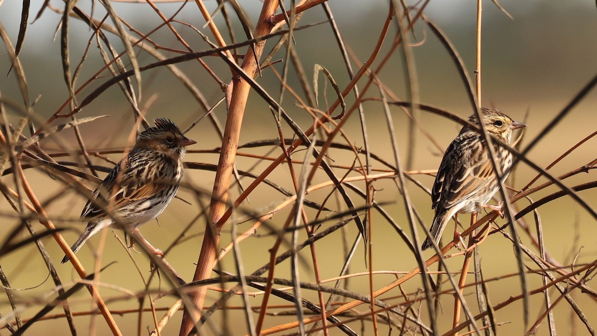 Пасовник савановий - ML645448153