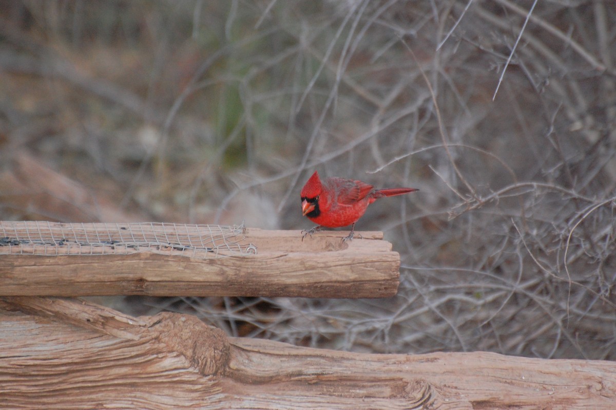 Northern Cardinal - ML645448154