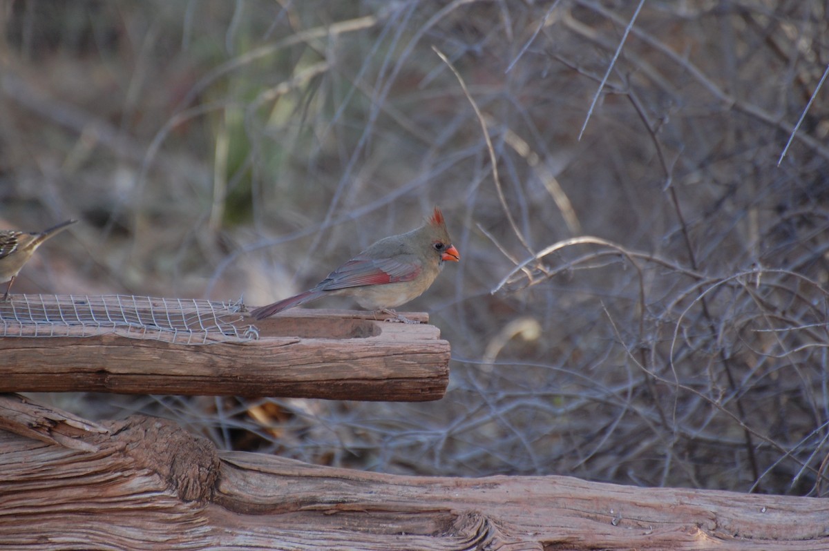 Northern Cardinal - ML645448162