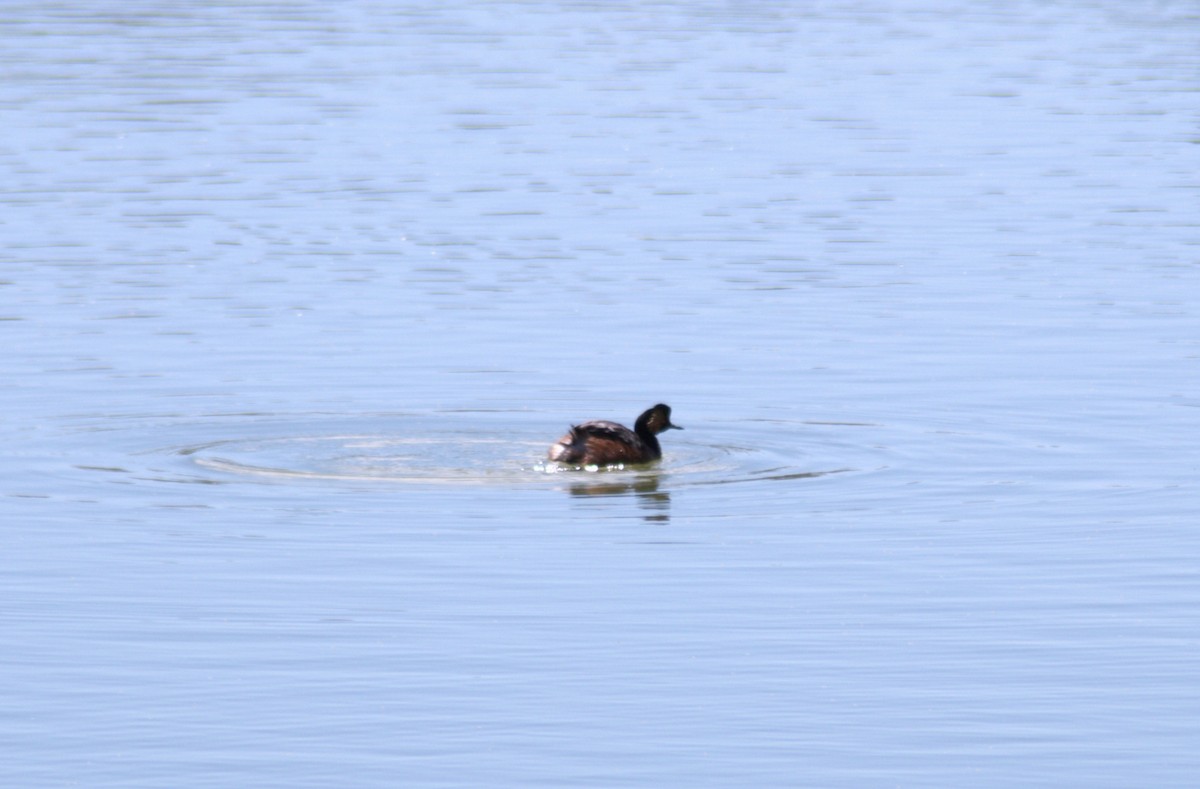 Grèbe à cou noir - ML645448170