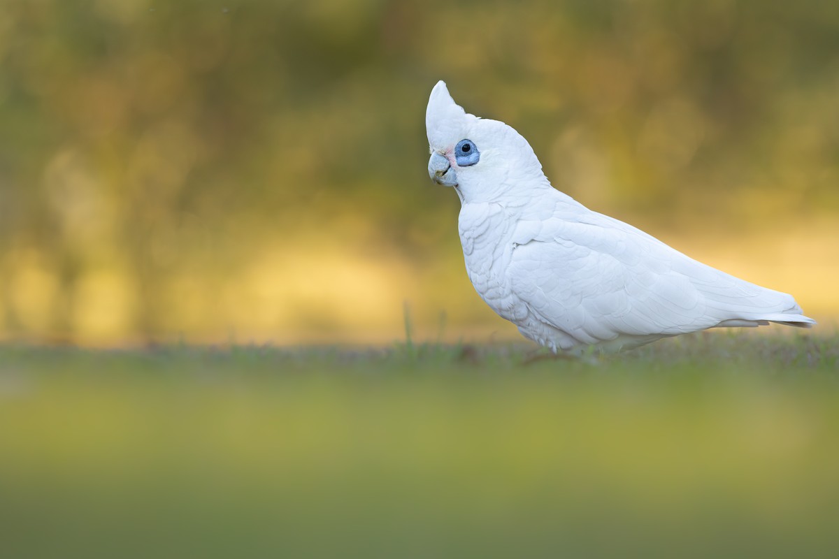 Little Corella - ML645448172