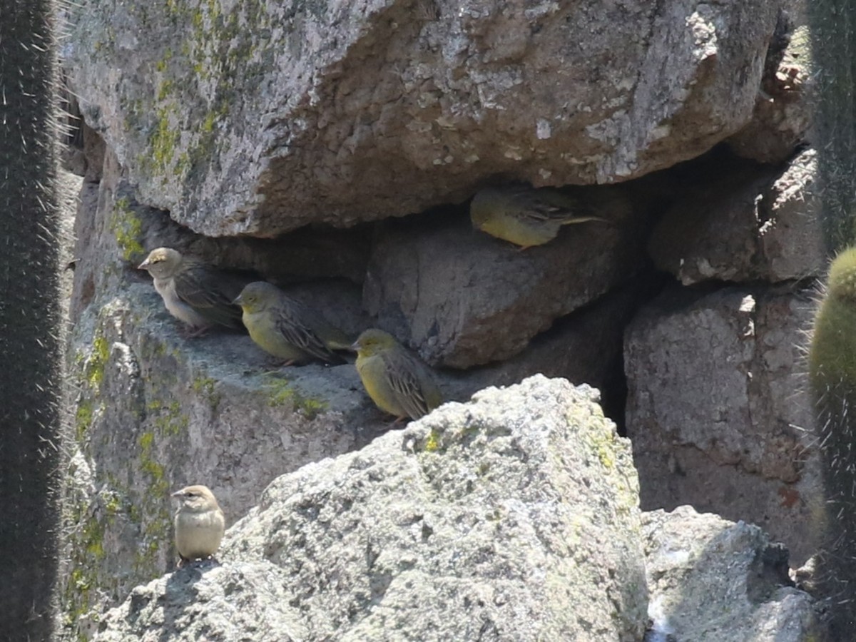 Raimondi's Yellow-Finch - ML645448191