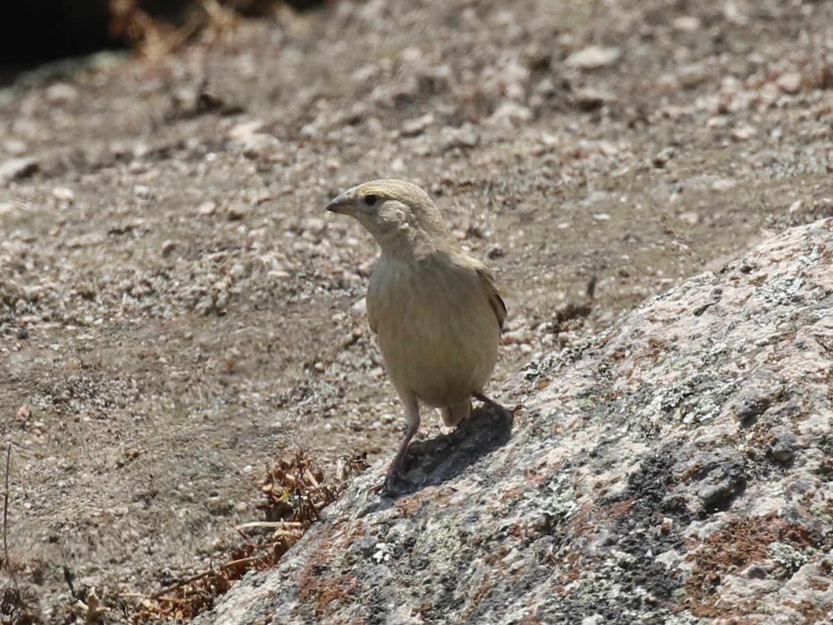 Raimondi's Yellow-Finch - ML645448192