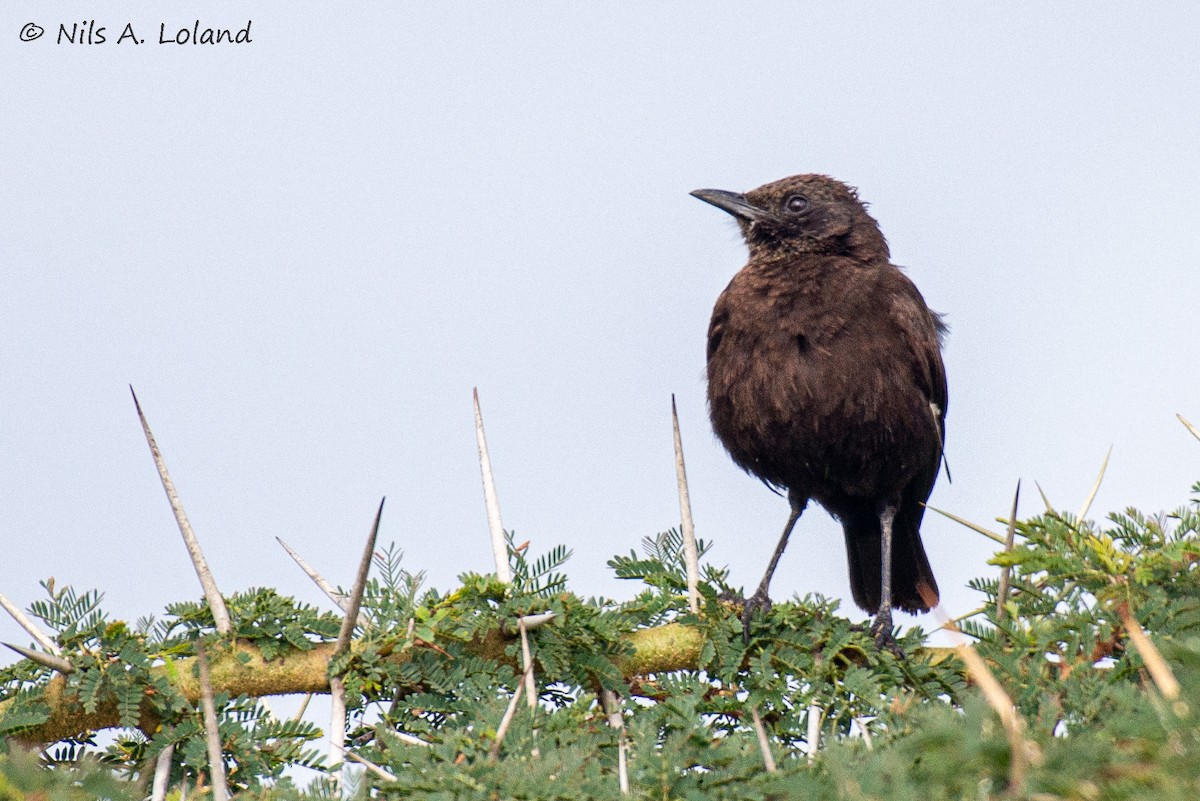 Northern Anteater-Chat - ML645448194