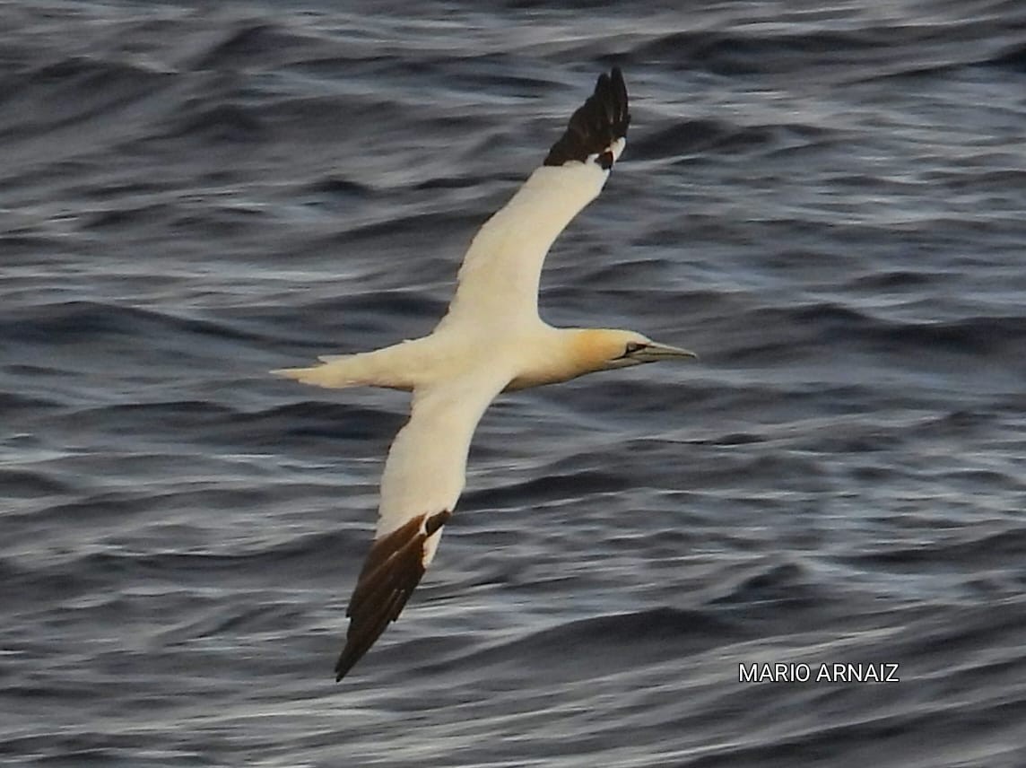 Alcatraz Atlántico - ML645448197