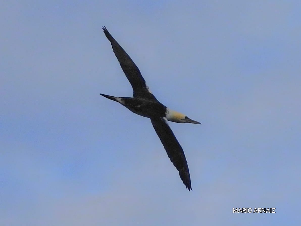 Alcatraz Atlántico - ML645448198