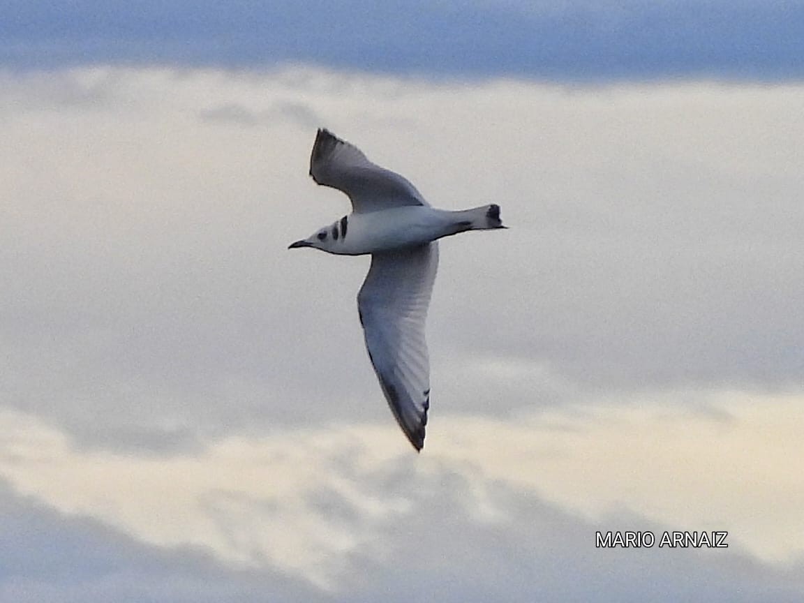 krykkje - ML645448199