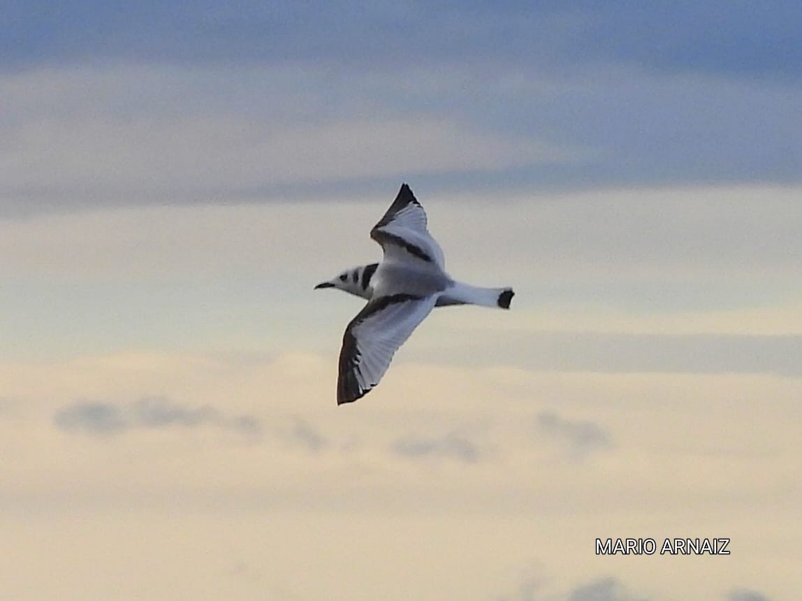 krykkje - ML645448200