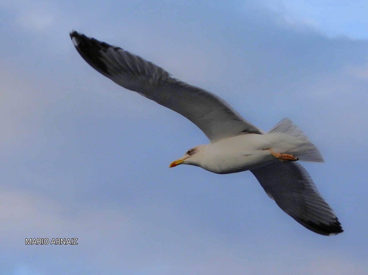 Yellow-legged Gull - ML645448201