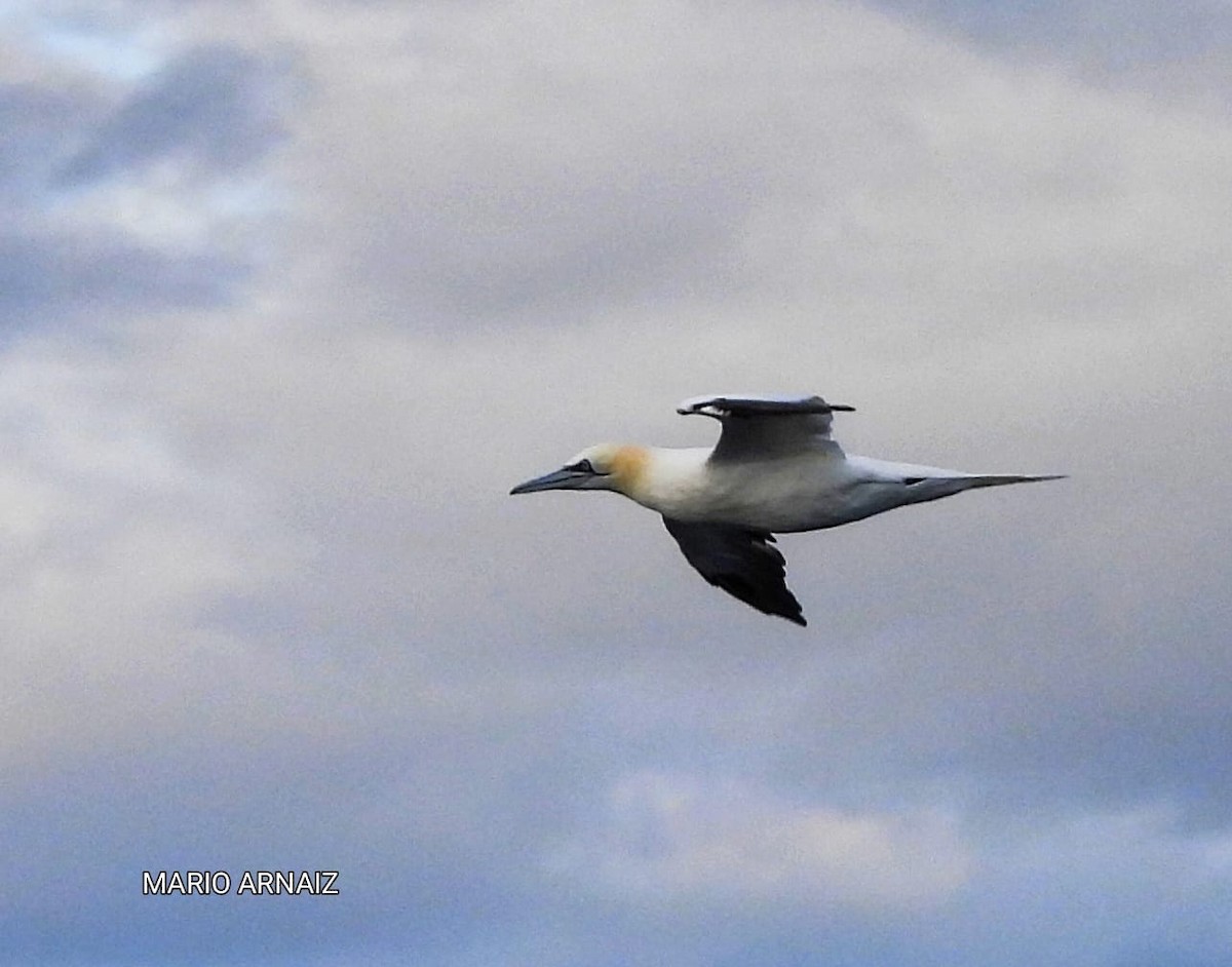 Alcatraz Atlántico - ML645448203