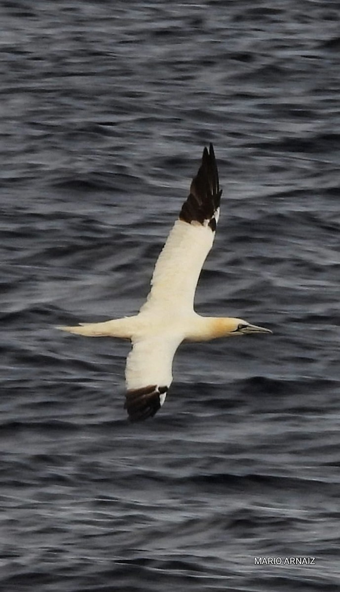 Alcatraz Atlántico - ML645448204