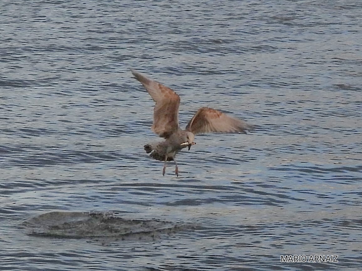 Yellow-legged Gull - ML645448205