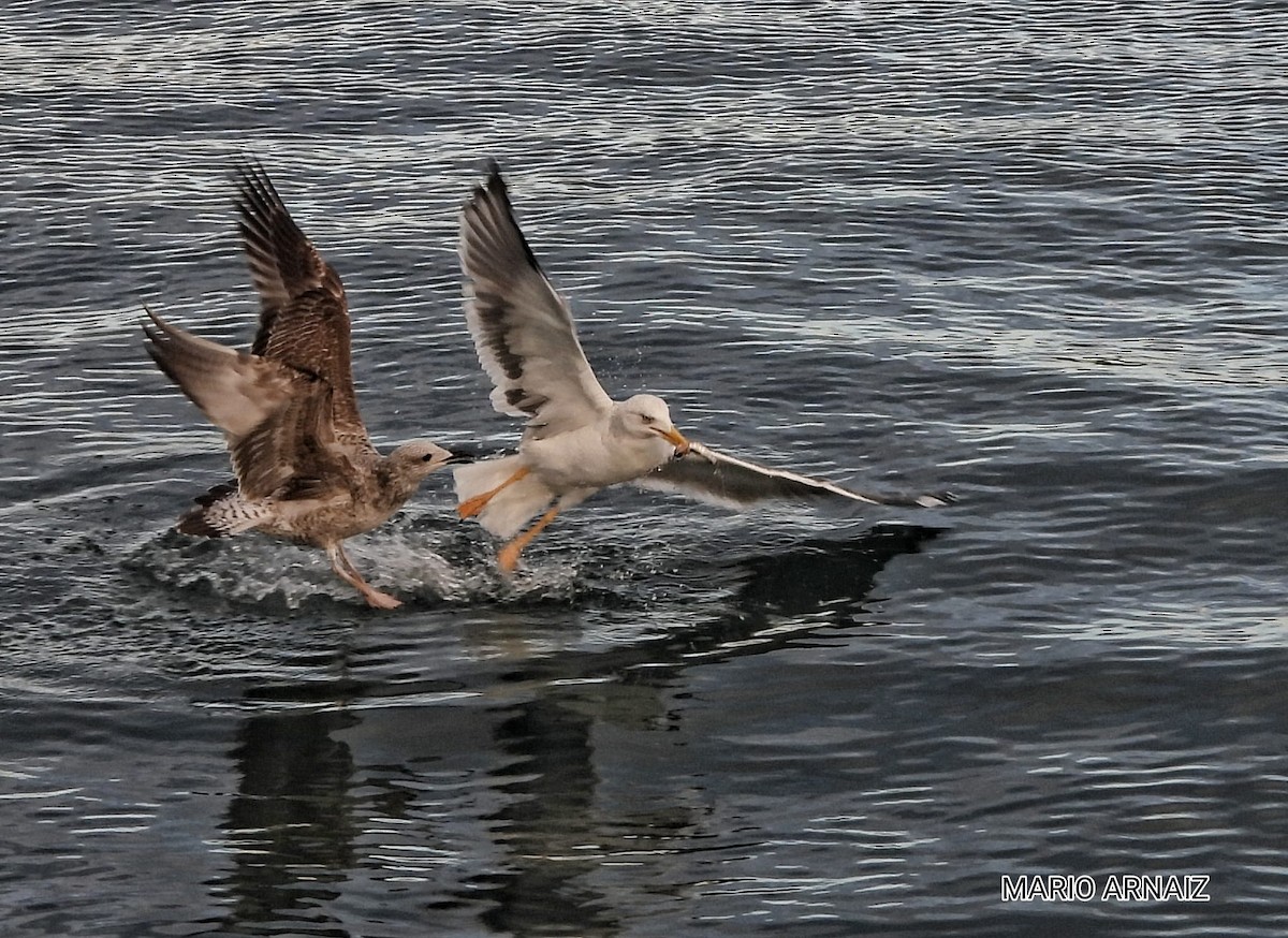 Yellow-legged Gull - ML645448206