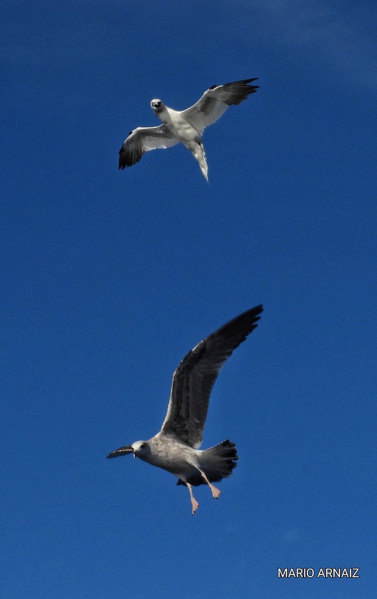 Alcatraz Atlántico - ML645448211