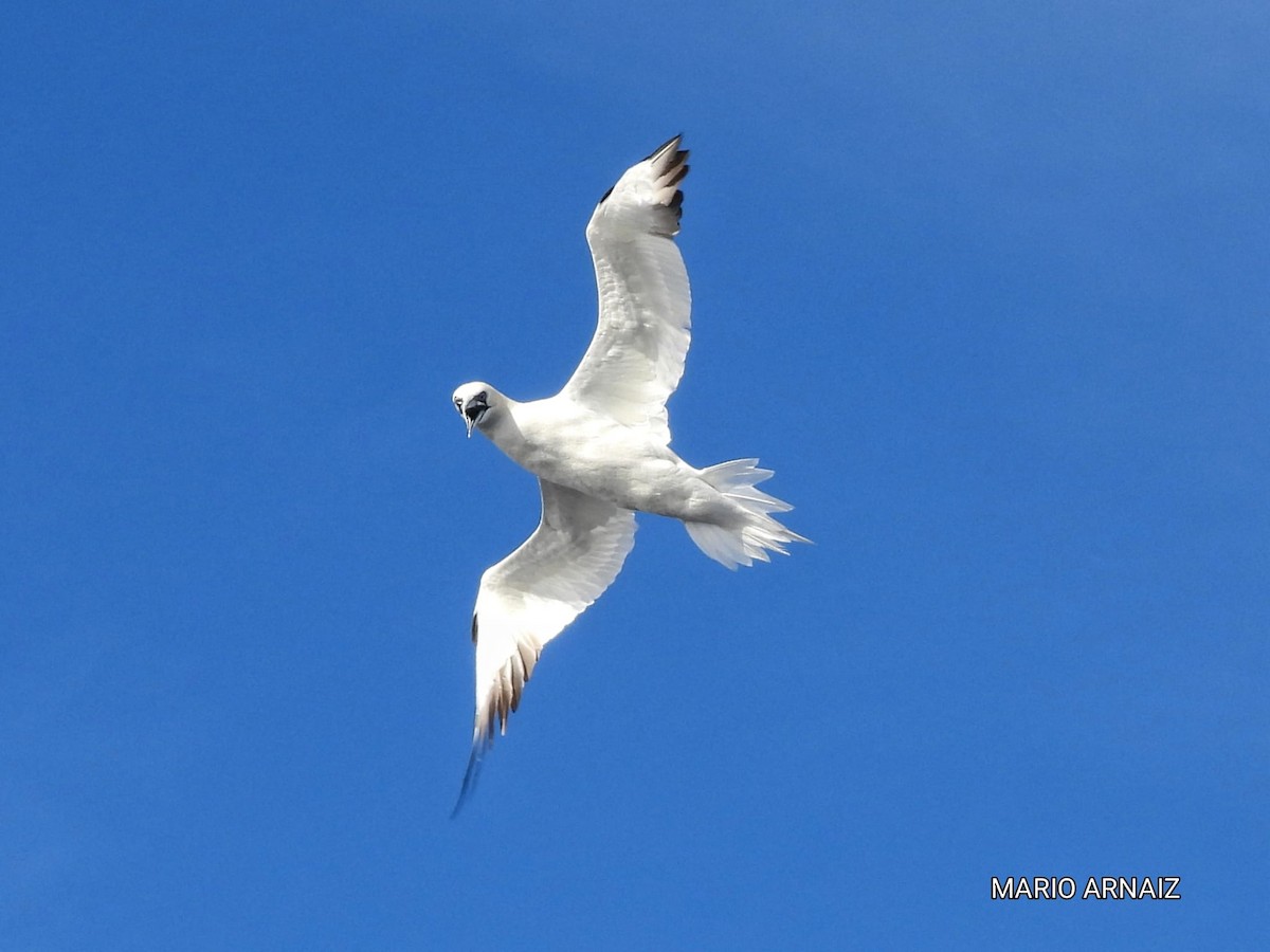 Alcatraz Atlántico - ML645448212