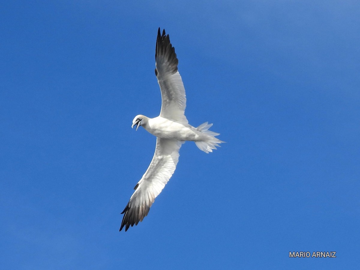 Alcatraz Atlántico - ML645448216
