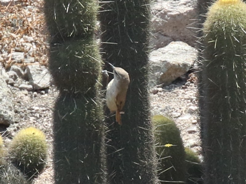 Cactus Canastero - ML645448222