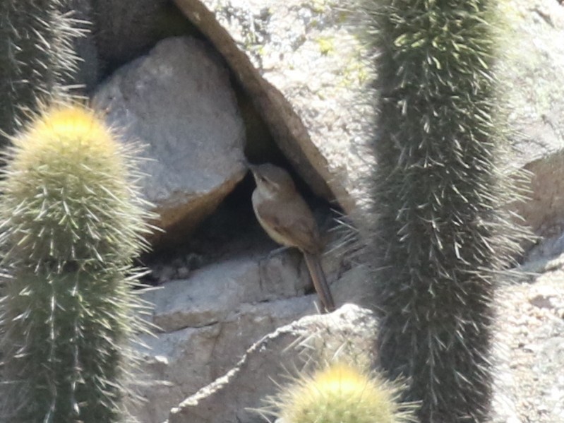 Cactus Canastero - ML645448223