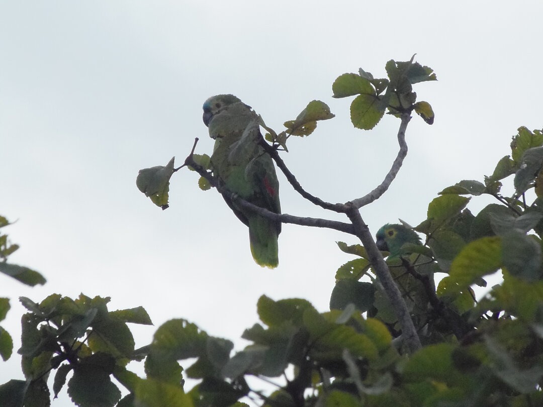 Turquoise-fronted Amazon - ML645448243