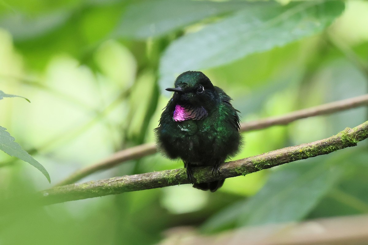 Tourmaline Sunangel - ML645448250