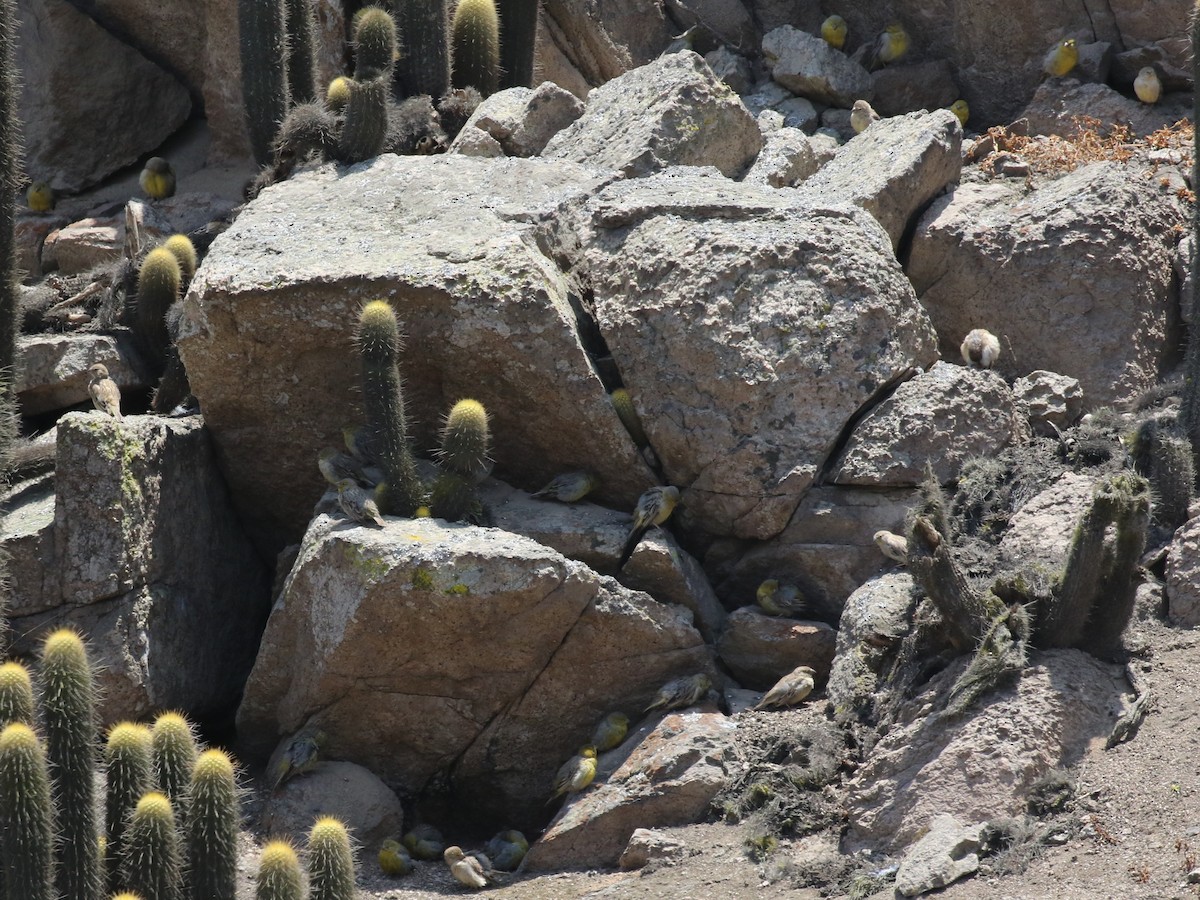 Raimondi's Yellow-Finch - ML645448253