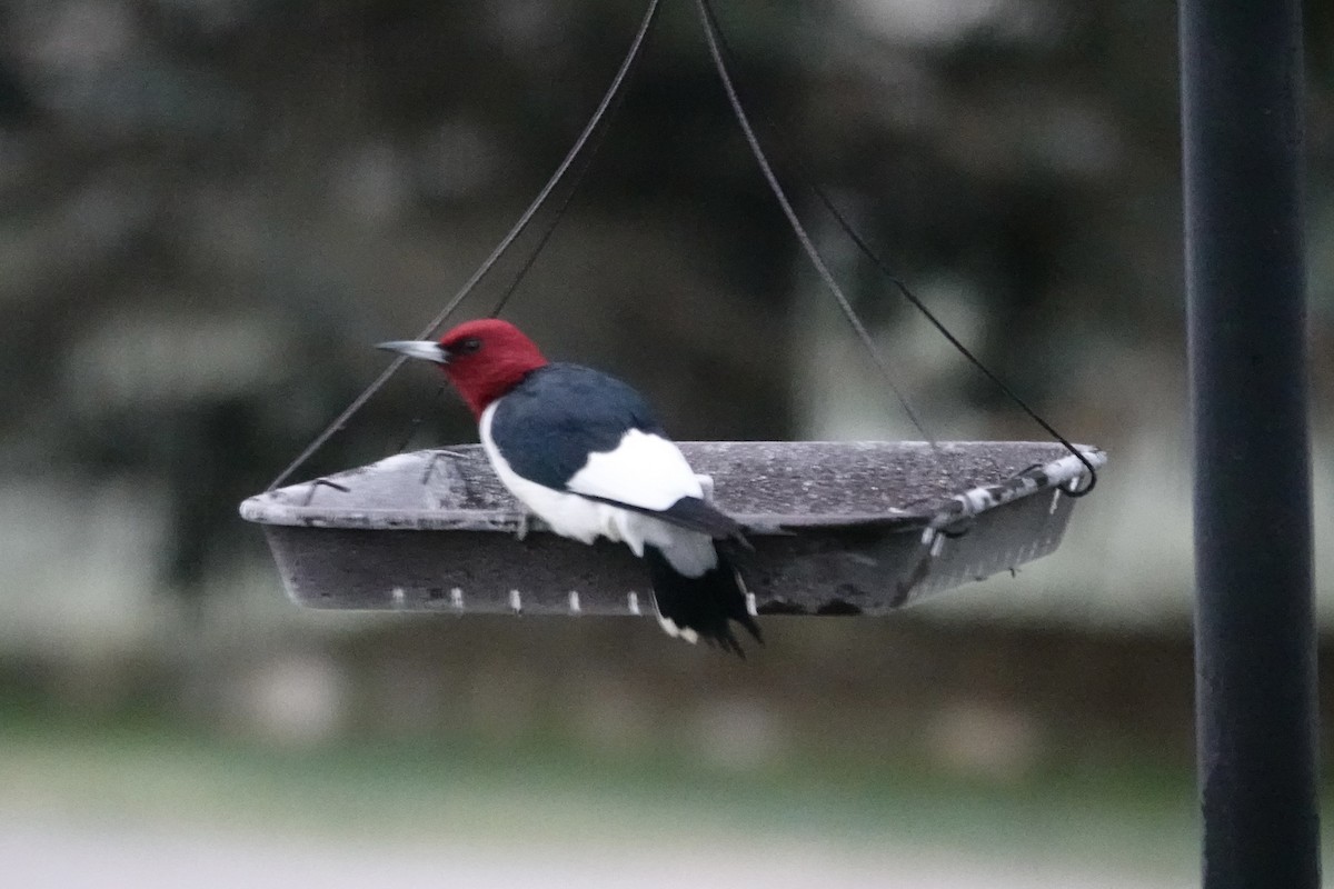 Red-headed Woodpecker - ML645448267